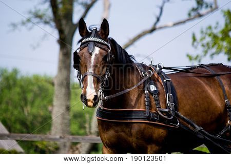 Portrait Of Horse Pulling Carriage In Summer