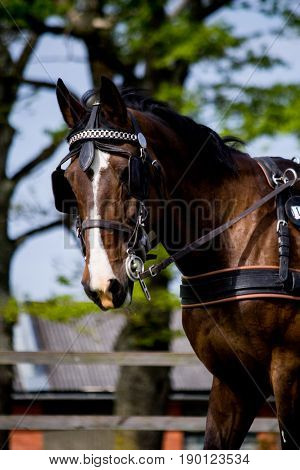 Portrait Of Horse Pulling Carriage In Summer