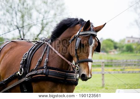 Portrait Of Horse Pulling Carriage In Summer
