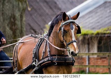 Portrait Of Horse Pulling Carriage In Summer