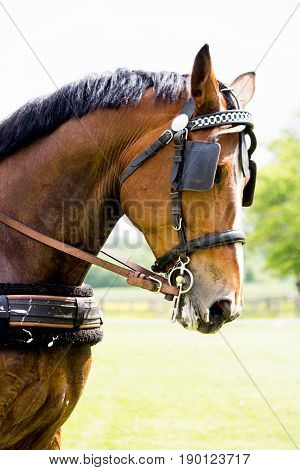 Portrait Of Horse Pulling Carriage In Summer