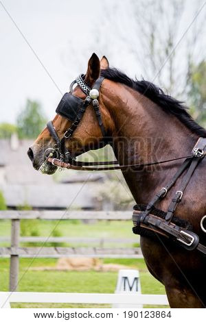 Portrait Of Horse Pulling Carriage In Summer
