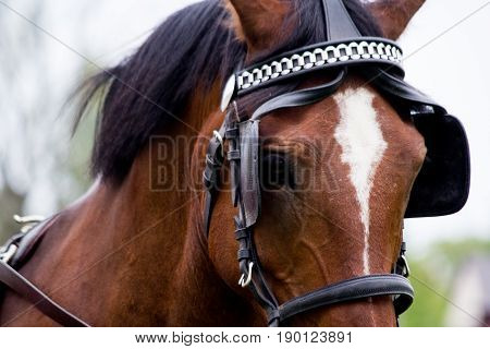 Portrait Of Horse Pulling Carriage In Summer