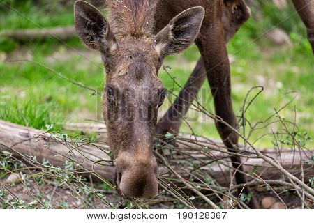 Alces alces female moose North America or elk Eurasia feeding.