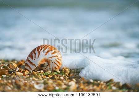 Great British summer pebble beach with nautilus pompilius sea shell