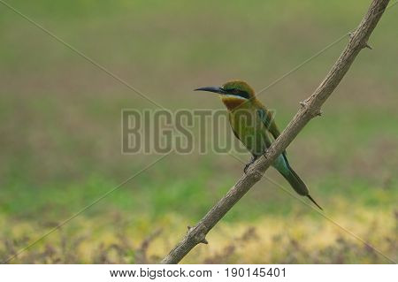 Beautiful Bird Blue Tailed Bee Eater