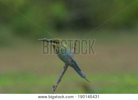 Beautiful Bird Blue Tailed Bee Eater