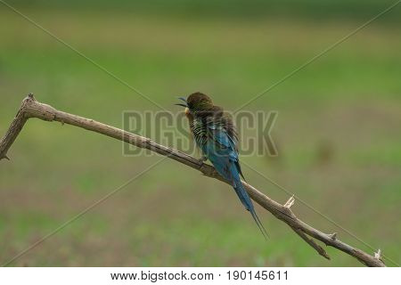 Beautiful Bird Blue Tailed Bee Eater