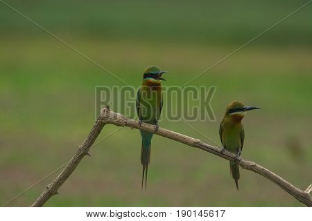 Beautiful Bird Blue Tailed Bee Eater