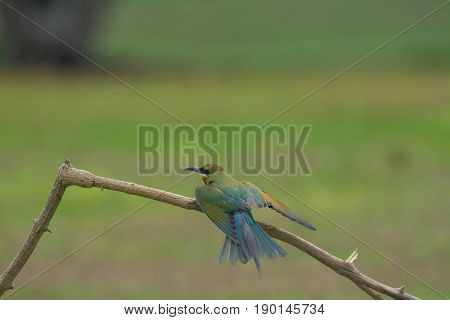 Beautiful Blue Tailed Bee Eater Flying