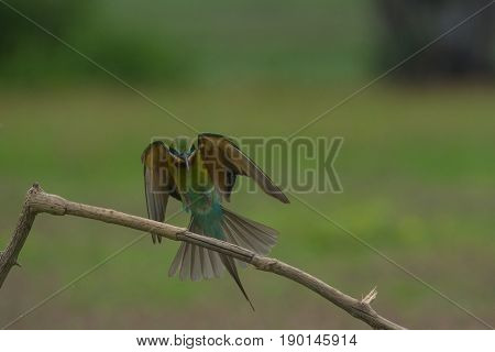 Beautiful Blue Tailed Bee Eater Flying