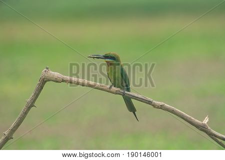 Beautiful Bird Blue Tailed Bee Eater