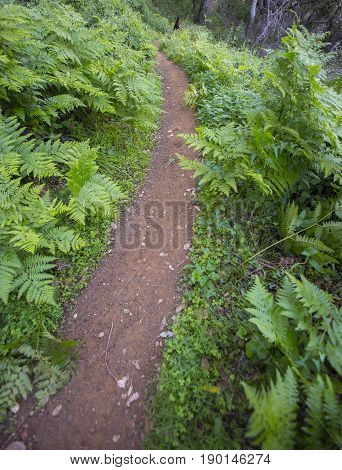 A hiking trail in Big Sur has ferns on both sides