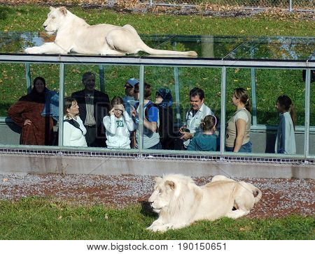 HEMMINGFORD QUEBEC CANADA 08 10 13: People watch timbavati white lion in the glass tunnels are designed so that you can watch these majestic felines from three different angles above, beside and below