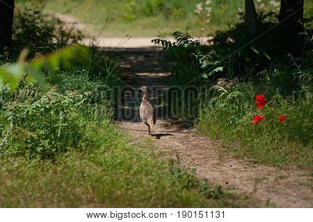 Hume's pheasant, Mrs Hume's pheasant, Bar-tailed pheasant