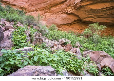 poison ivy (Toxicodendron radicans) growing in abundance at a bottom of sandstone canyon in the Moab area, Utah