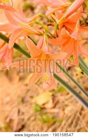Hippeastrum Johnsonii Bury Or Amaryllidaceae