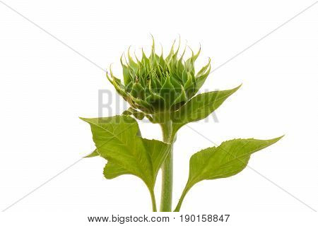 The Immature Sunflower Will Be Bloom