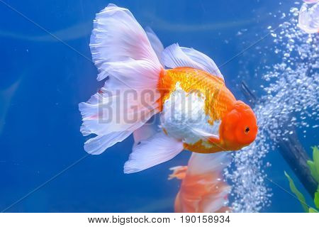Goldfish In The Cabinet