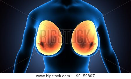 Female Breast Anatomy Illustration . 3D render