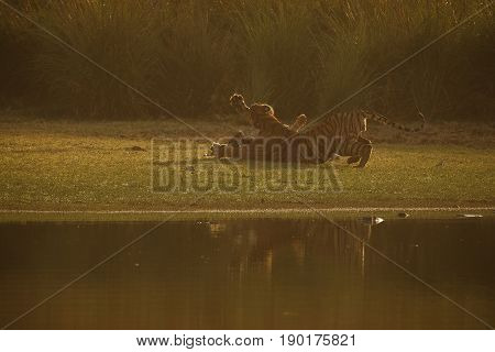 Tiger Cubs First Aggression