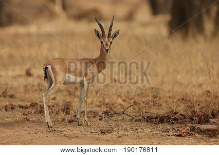 Indian gazell male in a beautiful place in india/wild animal in the nature habitat/India/chinkara stag