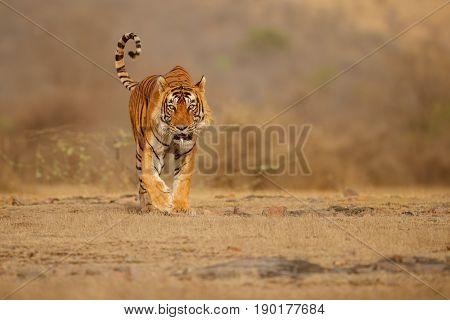 Tiger in the nature habitat. Tigers walking, standing, eating, resting. Wildlife scene with danger animal. Hot summer in Rajasthan, India. Dry trees with beautiful indian tiger, Panthera tigris