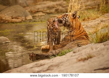 Tiger in the nature habitat. Tigers walking, standing, eating, resting. Wildlife scene with danger animal. Hot summer in Rajasthan, India. Dry trees with beautiful indian tiger, Panthera tigris