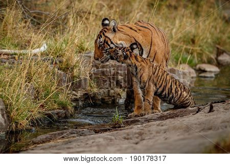 Tiger in the nature habitat. Tigers walking, standing, eating, resting. Wildlife scene with danger animal. Hot summer in Rajasthan, India. Dry trees with beautiful indian tiger, Panthera tigris