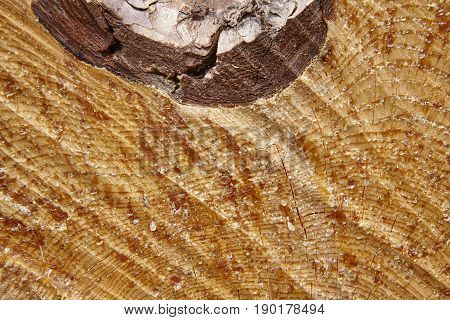 Timber cutting textured detail with resin drops. Wood background. Horizontal