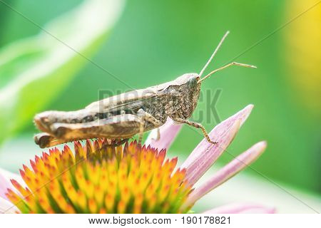 Meadow Grasshopper (Chorthippus parallelus). Macro photograph of a brown grasshopper sitting on Echinacea purpurea flower (eastern purple coneflower) in garden against green natural background.