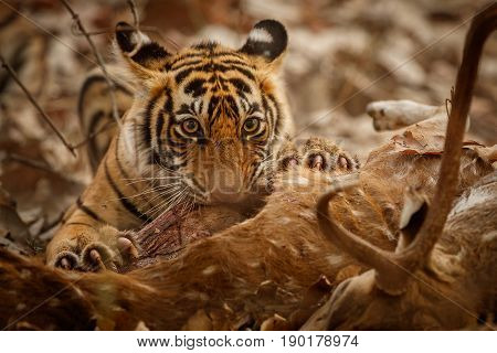 Tiger in the nature habitat. Tigers walking, standing, eating, resting. Wildlife scene with danger animal. Hot summer in Rajasthan, India. Dry trees with beautiful indian tiger, Panthera tigris