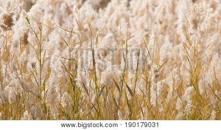 Yellow reeds in nature in autumn . A photo