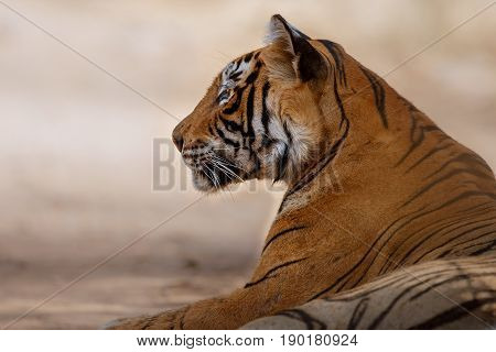 Tiger in the nature habitat. Tigers male walking, resting, eating, stalking. Wildlife scene with danger animal. Hot summer in Rajasthan, India. Dry trees with beautiful indian tiger, Panthera tigris