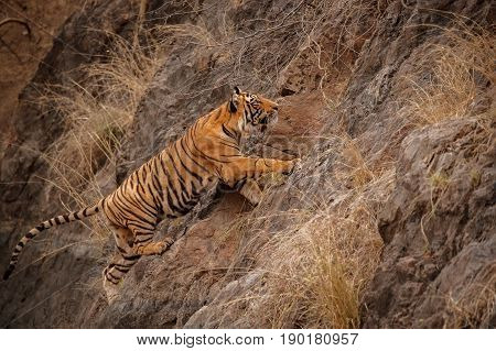 Tiger in the nature habitat. Tigers male walking, resting, eating, stalking. Wildlife scene with danger animal. Hot summer in Rajasthan, India. Dry trees with beautiful indian tiger, Panthera tigris