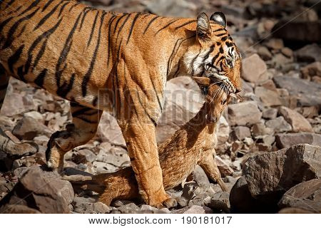 Tiger in the nature habitat. Tigers male walking, resting, eating, stalking. Wildlife scene with danger animal. Hot summer in Rajasthan, India. Dry trees with beautiful indian tiger, Panthera tigris