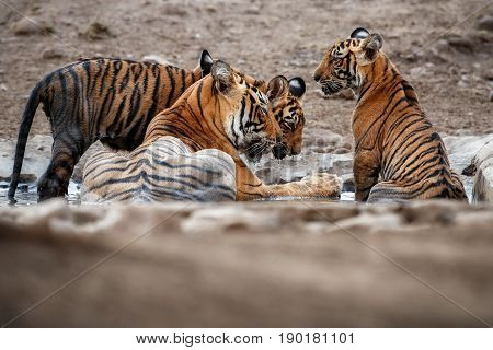Tiger in the nature habitat. Tigers male walking, resting, eating, stalking. Wildlife scene with danger animal. Hot summer in Rajasthan, India. Dry trees with beautiful indian tiger, Panthera tigris