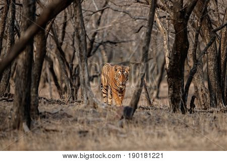 Tiger in the nature habitat. Tigers walking, resting, eating, playing, standing. Wildlife scene with danger animal. Hot summer in Rajasthan, India. Dry trees with beautiful indian tiger, Panthera tigris