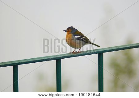 Closeup Of Colorful Madeiran Chaffinch, Bird Endemic To Madeira