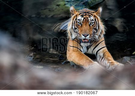 Tiger in the nature habitat. Tigers walking, resting, eating, playing, standing. Wildlife scene with danger animal. Hot summer in Rajasthan, India. Dry trees with beautiful indian tiger, Panthera tigris