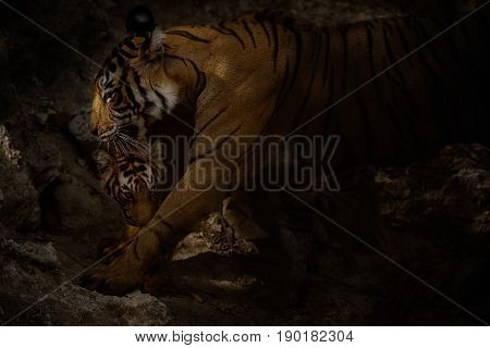 Tiger in the nature habitat. Tigers walking, resting, eating, playing, standing. Wildlife scene with danger animal. Hot summer in Rajasthan, India. Dry trees with beautiful indian tiger, Panthera tigris