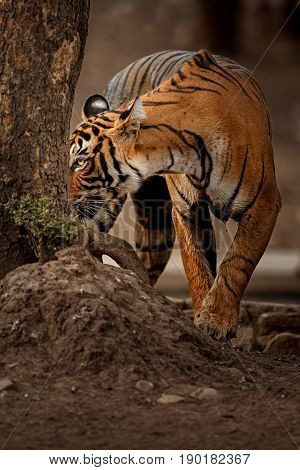 Tiger in the nature habitat. Tigers walking, resting, eating, playing, standing. Wildlife scene with danger animal. Hot summer in Rajasthan, India. Dry trees with beautiful indian tiger, Panthera tigris