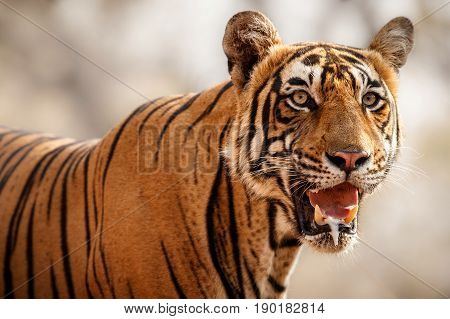 Tiger in the nature habitat. Tigers walking, resting, playing head on composition. Wildlife scene with danger animal. Hot summer in Rajasthan, India. Dry trees with beautiful indian tiger, Panthera tigris