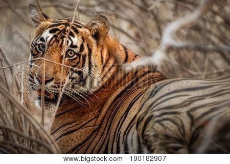 Tiger in the nature habitat. Tigers walking, resting, playing head on composition. Wildlife scene with danger animal. Hot summer in Rajasthan, India. Dry trees with beautiful indian tiger, Panthera tigris