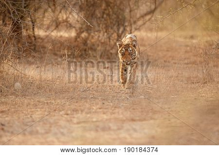 Tiger in the nature habitat. Tigers walking, resting, playing head on composition. Wildlife scene with danger animal. Hot summer in Rajasthan, India. Dry trees with beautiful indian tiger, Panthera tigris