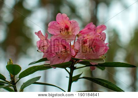 Rhododendron beautiful flower. Latvian University Rhododendron nursery 