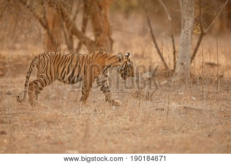 Tiger in the nature habitat. Tigers walking, resting, playing head on composition. Wildlife scene with danger animal. Hot summer in Rajasthan, India. Dry trees with beautiful indian tiger, Panthera tigris