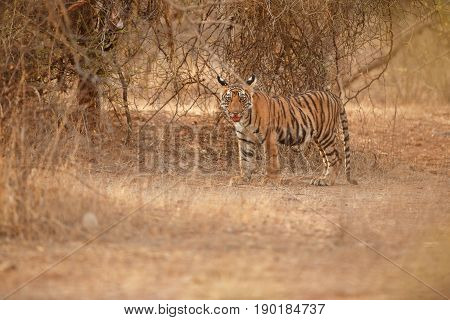 Tiger in the nature habitat. Tigers walking, resting, playing head on composition. Wildlife scene with danger animal. Hot summer in Rajasthan, India. Dry trees with beautiful indian tiger, Panthera tigris