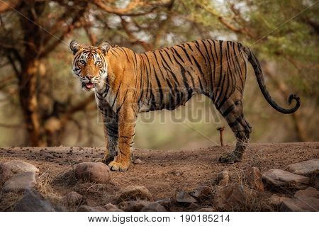 Tiger in the nature habitat. Tigers walking, resting, playing head on composition. Wildlife scene with danger animal. Hot summer in Rajasthan, India. Dry trees with beautiful indian tiger, Panthera tigris