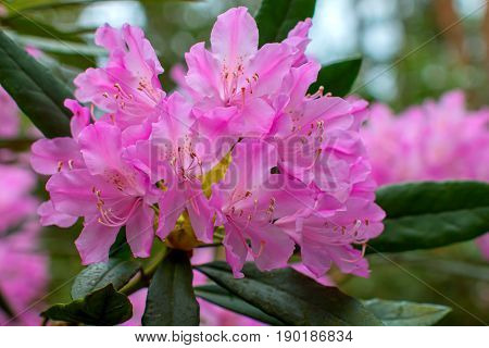 Rhododendron beautiful flower. Latvian University Rhododendron nursery 